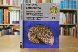 Ammoniten.