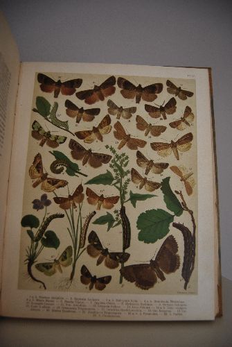 Fr. Berge`s Schmetterlings-Buch.
