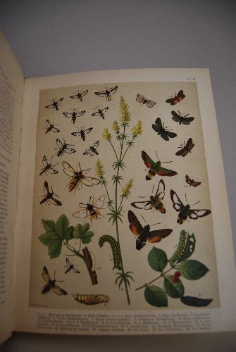 Fr. Berge`s Schmetterlings-Buch.