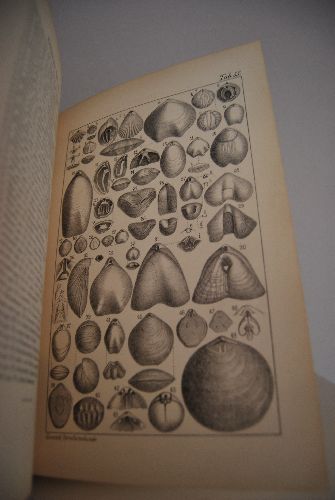 Handbuch der Petrefaktenkunde und Atlas zm Handbuch der Petrefaktenkunde.