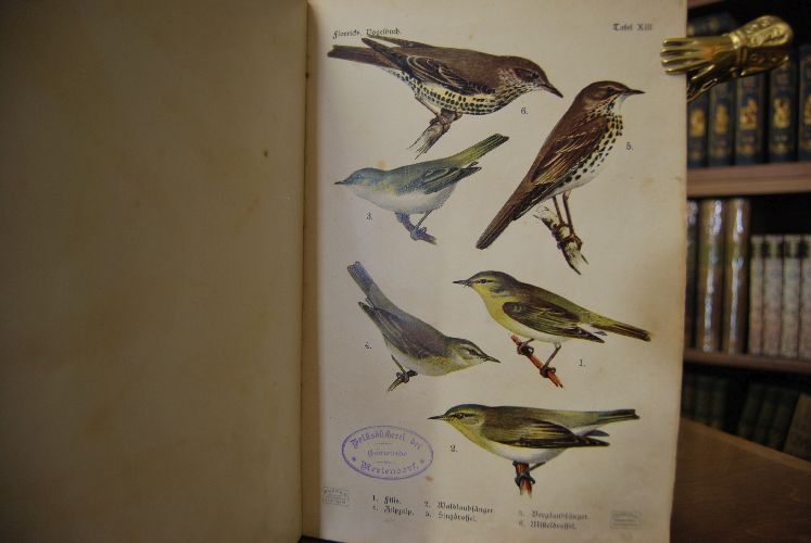 Vogelbuch. Gemeinverständliche Naturgeschichte der mitteleuropäischen Vogelwelt für Forts- und Landwirte, Jäger, Naturfreunde und Vogelliebhaber, Lehrer und die reifere Jugend und für alle Gebildeten des deutschen Volkes.