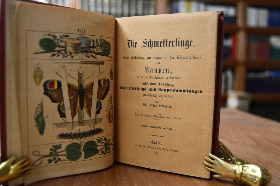 Die Schmetterlinge. Eine Anleitung zur Kenntniß der Schmetterlinge und Raupen, welche in Deutschland vorkommen, nebst einer Anweisung Schmetterlings- und Raupensammlungen zweckmäßig anzulegen.