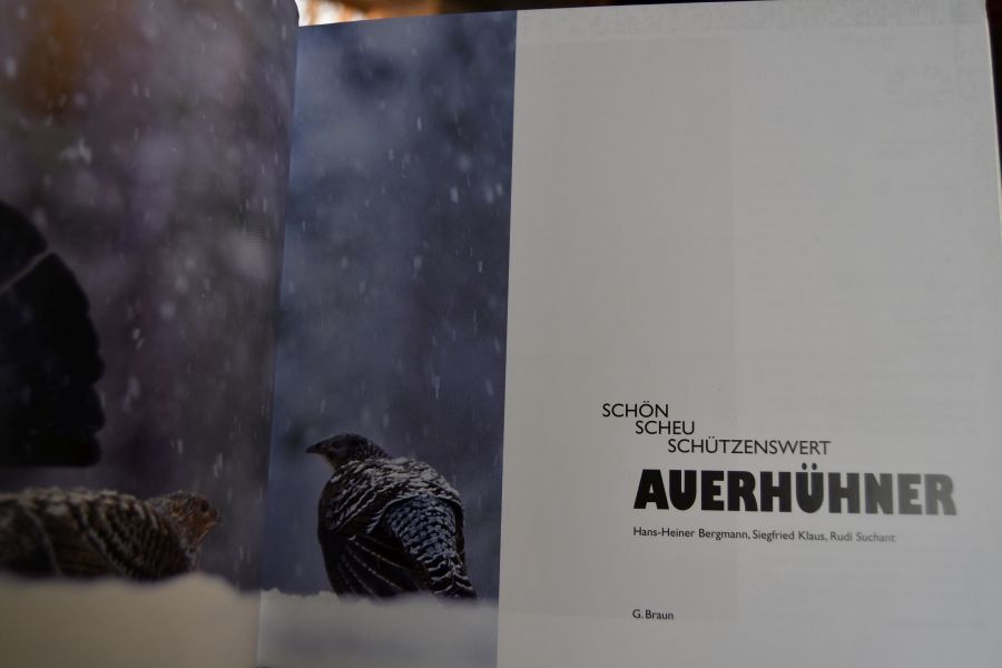 Auerhühner. Schön, scheu, schützenswert.
