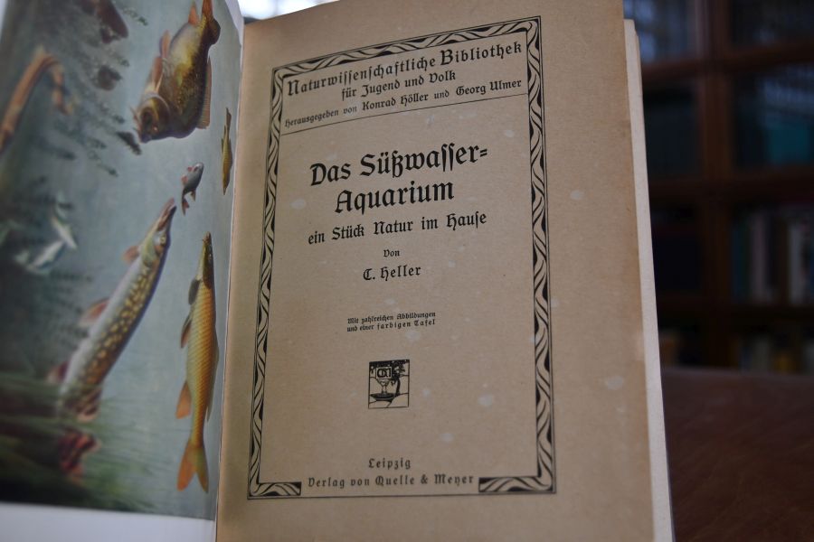 Das Süßwasseraquarium ein Stück Natur im Hause.