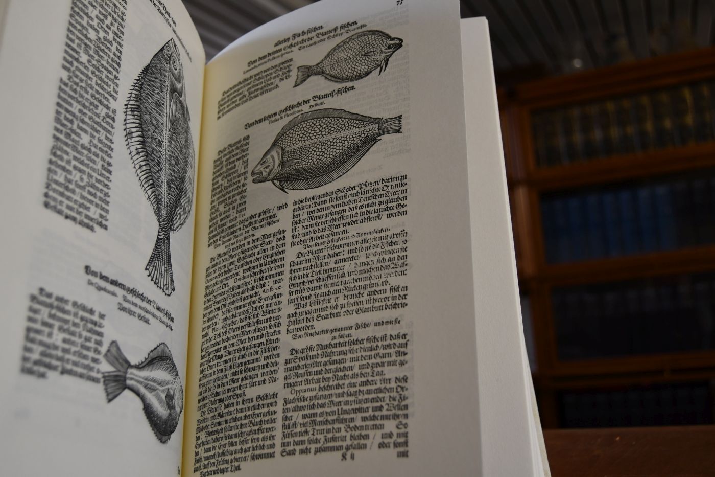 Vollkommenes Fisch-Buch. Darstellend eine warhafftige und nach dem Leben vorgerissene Abbildung aller so wol in d. grossen Mittelländischen Meer, alss andern kleinern Meeren, Seen, Flüssen und Wassern nicht nur in Europa, sondern auch in Asia, Africa, America ... sich enthaltender grosser und kleiner Fische und seltsamer Meerwunder sammt einer umbständlichen Beschreibung ...