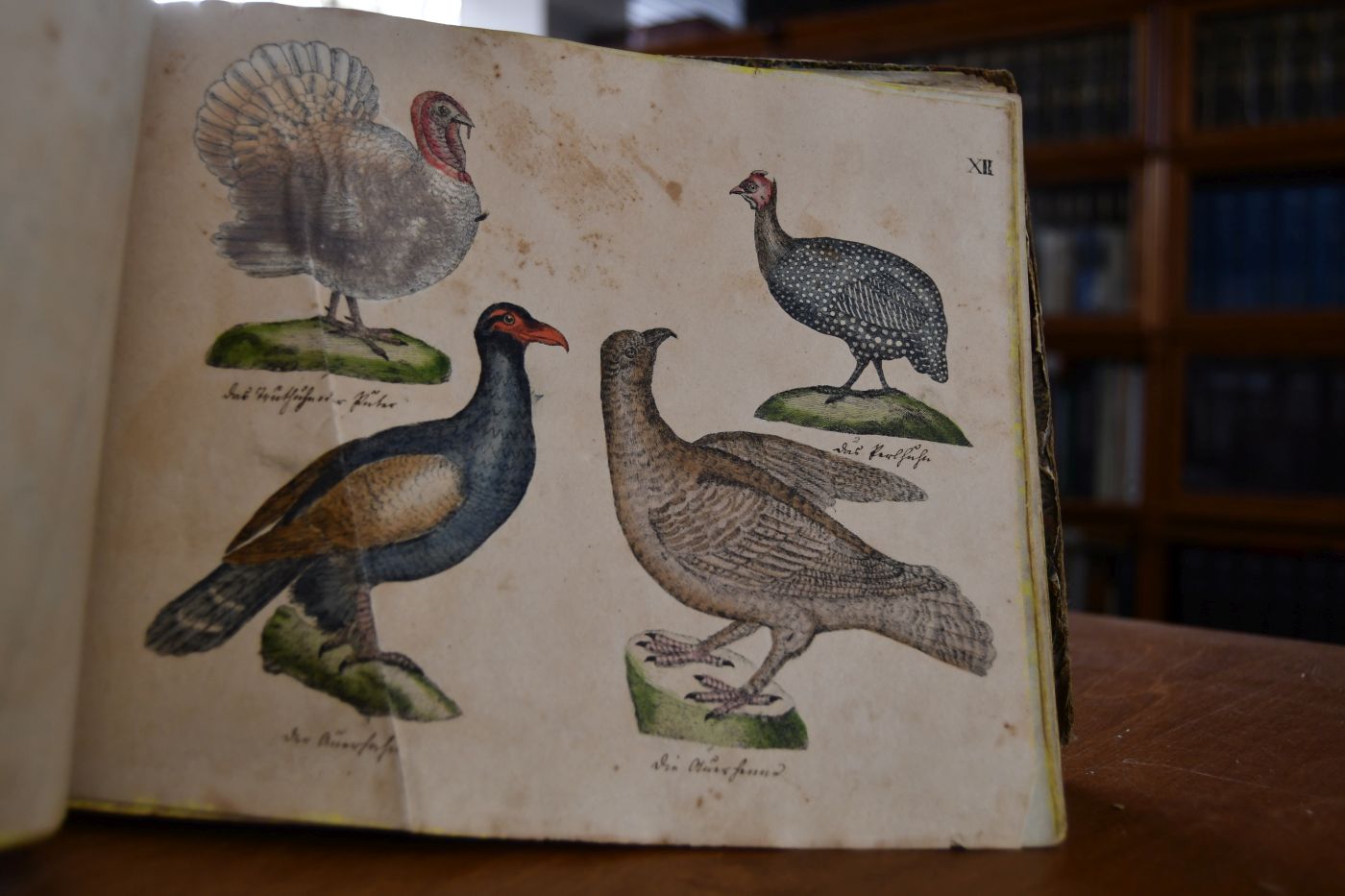 Naturgeschichte in Bildern mit erläuterndem Text. I. Lieferung Säugethiere. II. Lieferung Vögel. III. Lieferung Amphibien.