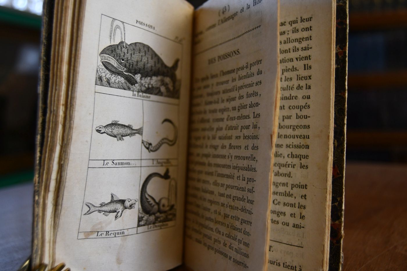 Alphabet du petit Naturaliste ou Notions elementaires sur l`Histoire naturelle suivi d`un vocabulaire des individus composant les trois regnes et du cri de tous les animaux.