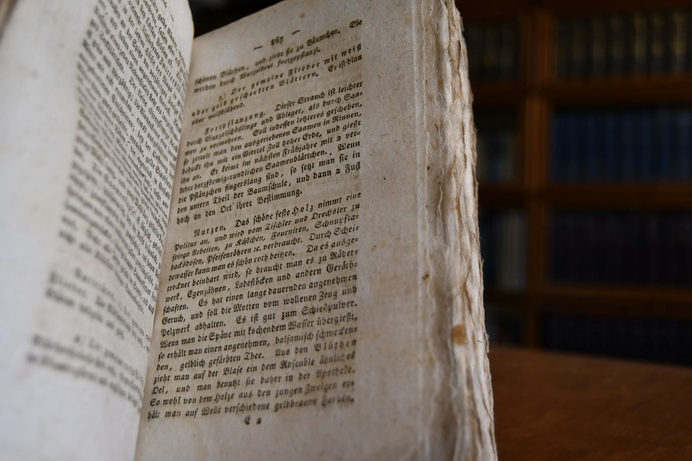 Forstbotanik oder vollständige Naturgeschichte der deutschen Holzpflanzen und einiger fremden. Zur Belehrung für Oberförster, Förster und Forstgehülfen. Zweyter Theil (apart).