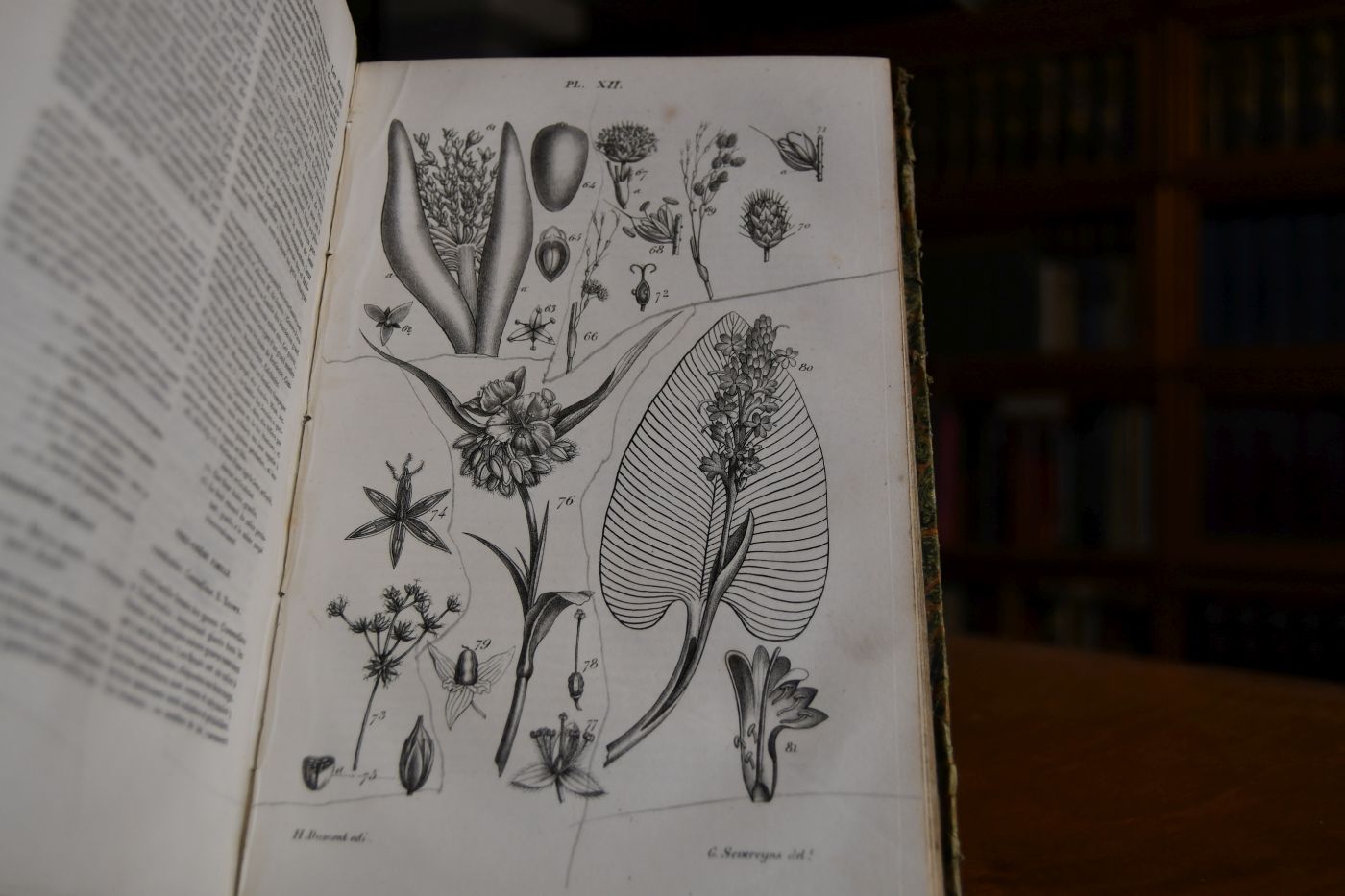 Nouveaux elemens de Botanique et de Physiologie vegetale.