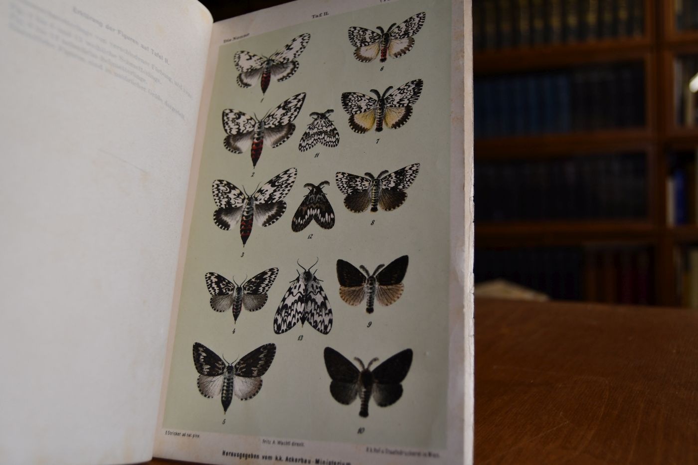 Die Nonne (Psilura monacha L.). Naturgeschichte und forstliches Verhalten des Insectes, Vorbeugungs- und Vertilgungs-Mittel.