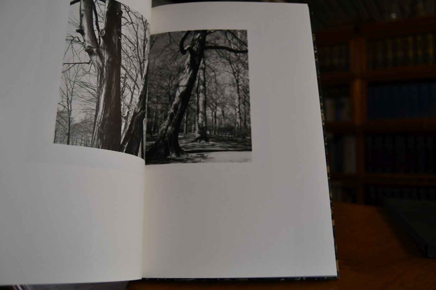 Bäume. Essays von Ernst Jünger und Wolf Jobst Siedler. Gedichte und Bilder.
