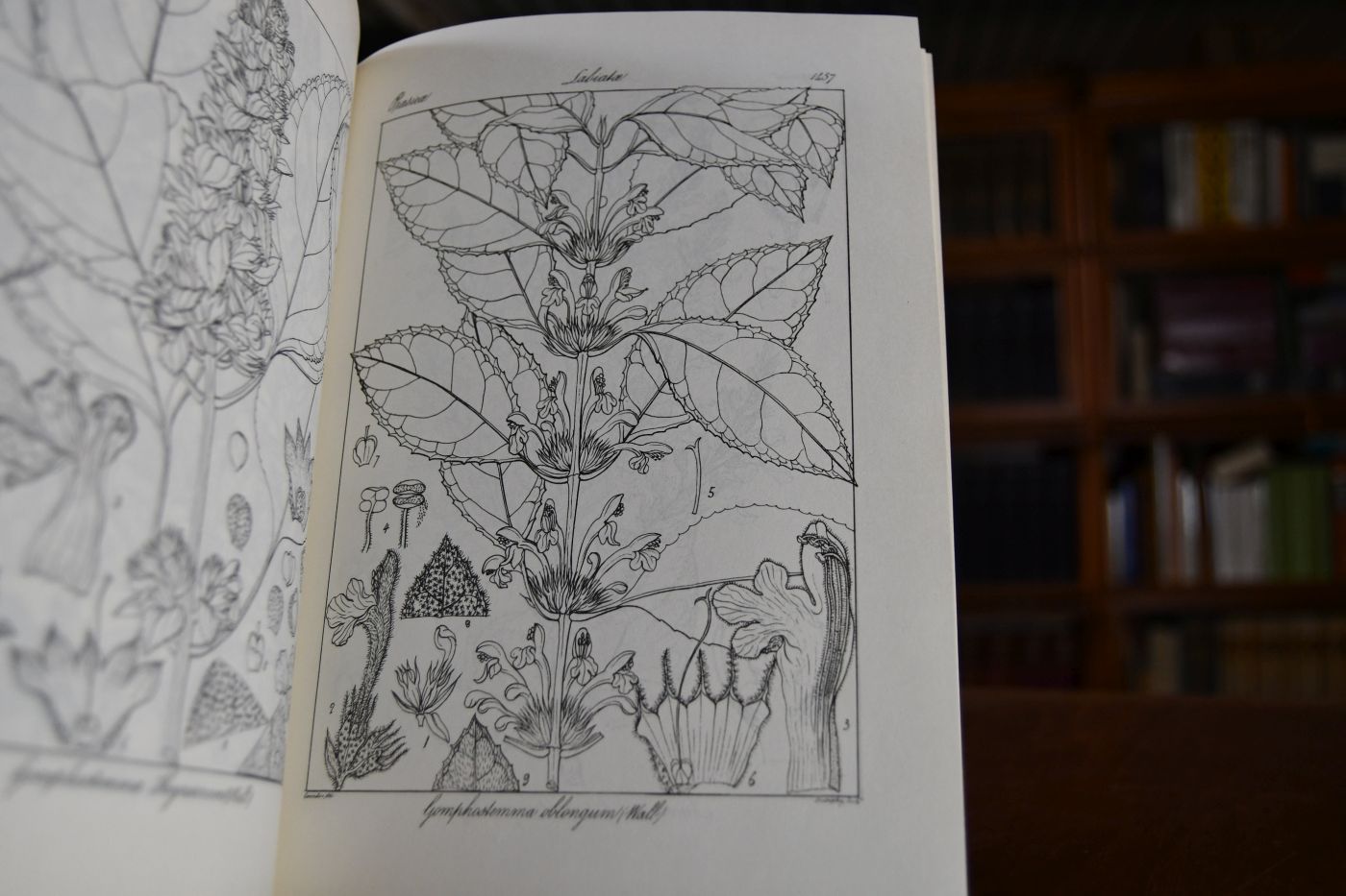 Icones Plantarum Indiae Orientalis Tomus XXXI. Volume 3 Plates 1369-2101 (apart).