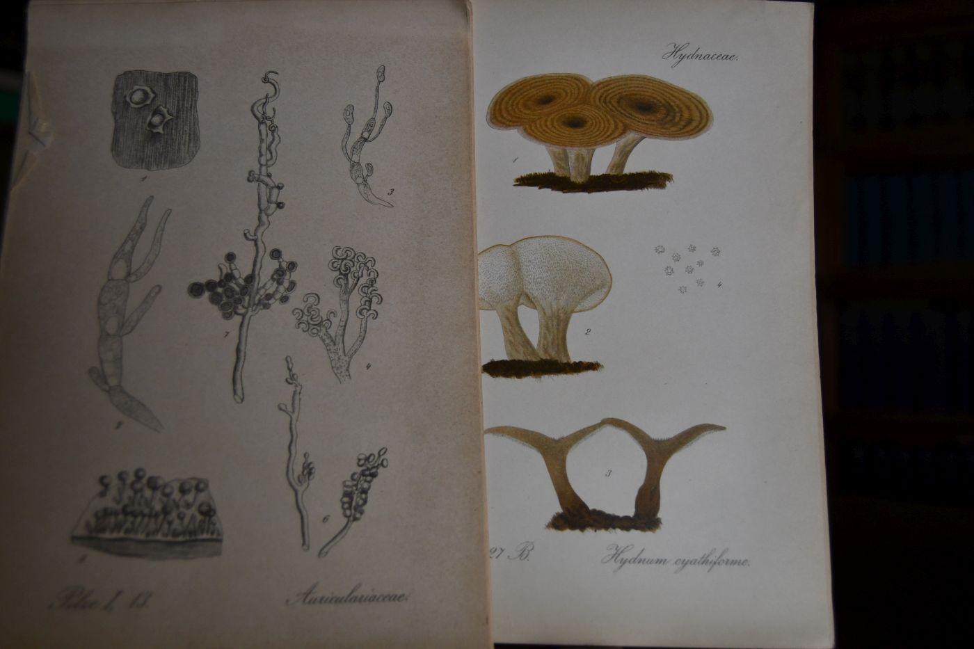 Kryptogamen-Flora von Deutschland, Deutsch-Österreich und der Schweiz im Anschluss an Thome`s Flora von Deutschland, Band III, Pilze 2. Teil 1.+ 2. Abt. Basidiomycetes (apart).