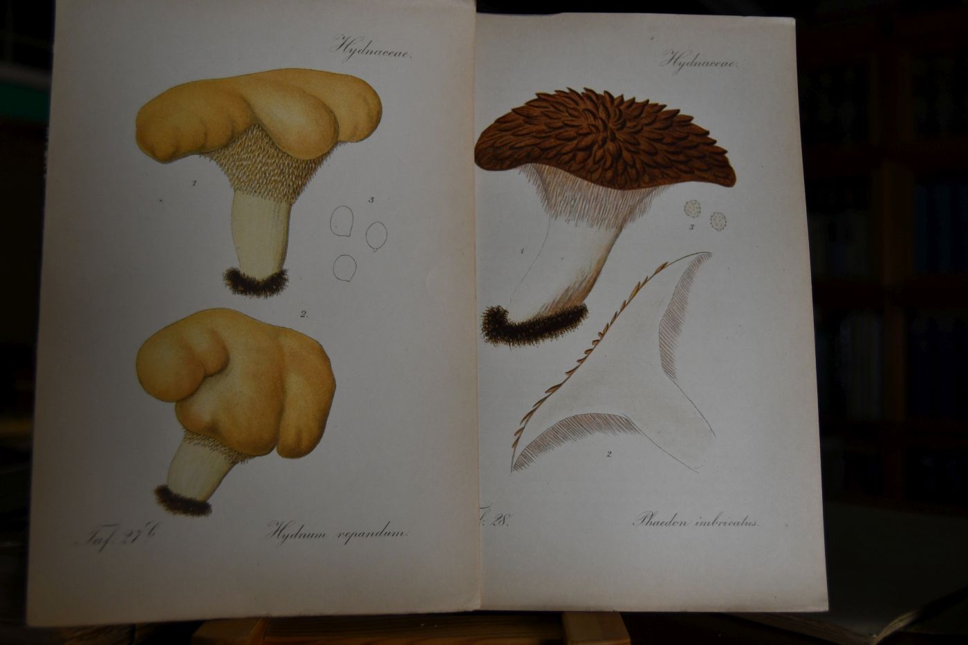 Kryptogamen-Flora von Deutschland, Deutsch-Österreich und der Schweiz im Anschluss an Thome`s Flora von Deutschland, Band III, Pilze 2. Teil 1.+ 2. Abt. Basidiomycetes (apart).