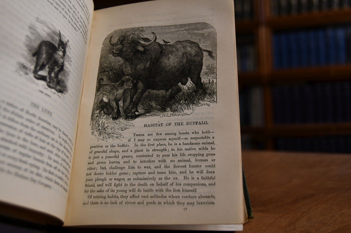 Forest, field and flood, being stories of adventures in sport, travel and war.
