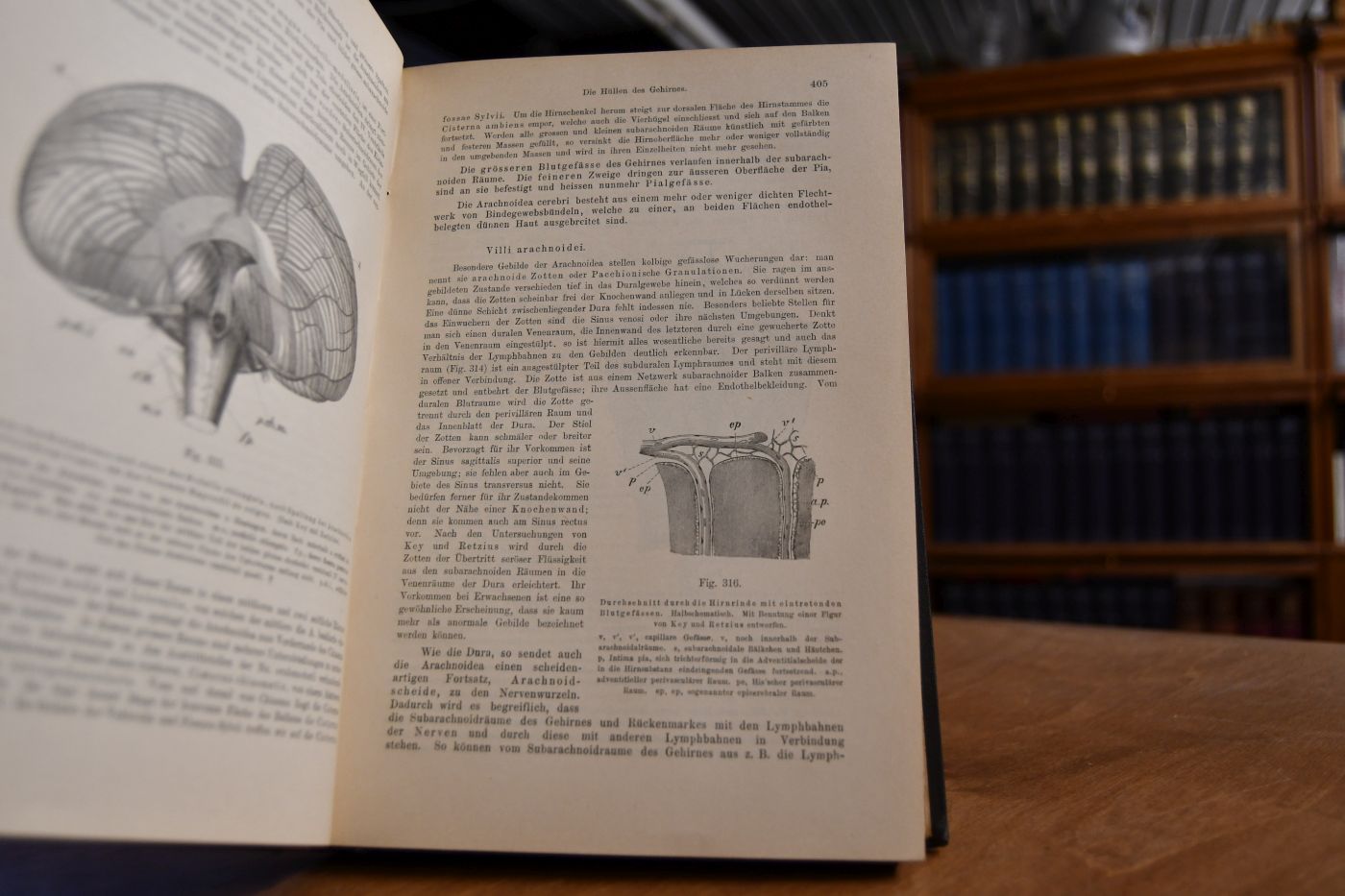 Lehrbuch der Anatomie des Menschen. Zweiter Band, zweite Abteilung (apart) Nervenlehre, Sinnesorgane, Leitungsbahnen.