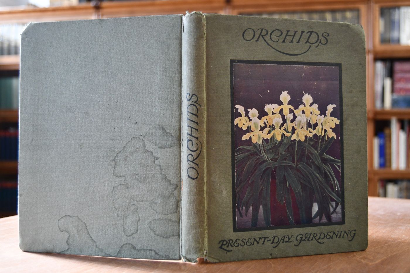 Orchids.