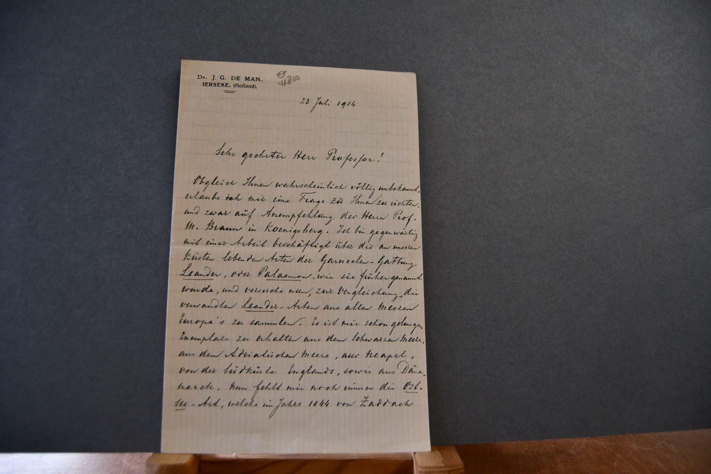 Handschriftlicher Brief des niederländischen Biologen Johannes Govertus de Man (1850-1930) an den Danziger Lehrer und Botaniker Konrad Lakowitz (1859-1945) vom 23. Juli 1914.