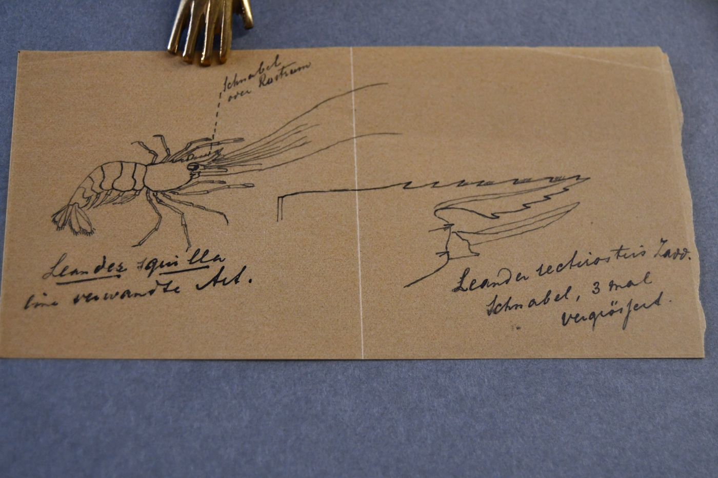 Handschriftlicher Brief des niederländischen Biologen Johannes Govertus de Man (1850-1930) an den Danziger Lehrer und Botaniker Konrad Lakowitz (1859-1945) vom 23. Juli 1914.