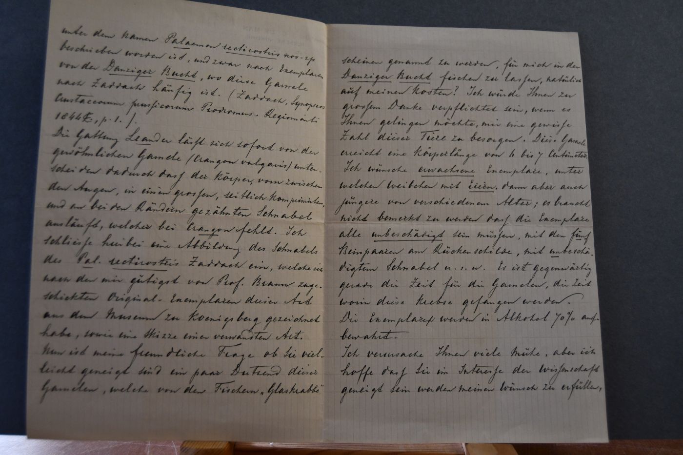 Handschriftlicher Brief des niederländischen Biologen Johannes Govertus de Man (1850-1930) an den Danziger Lehrer und Botaniker Konrad Lakowitz (1859-1945) vom 23. Juli 1914.