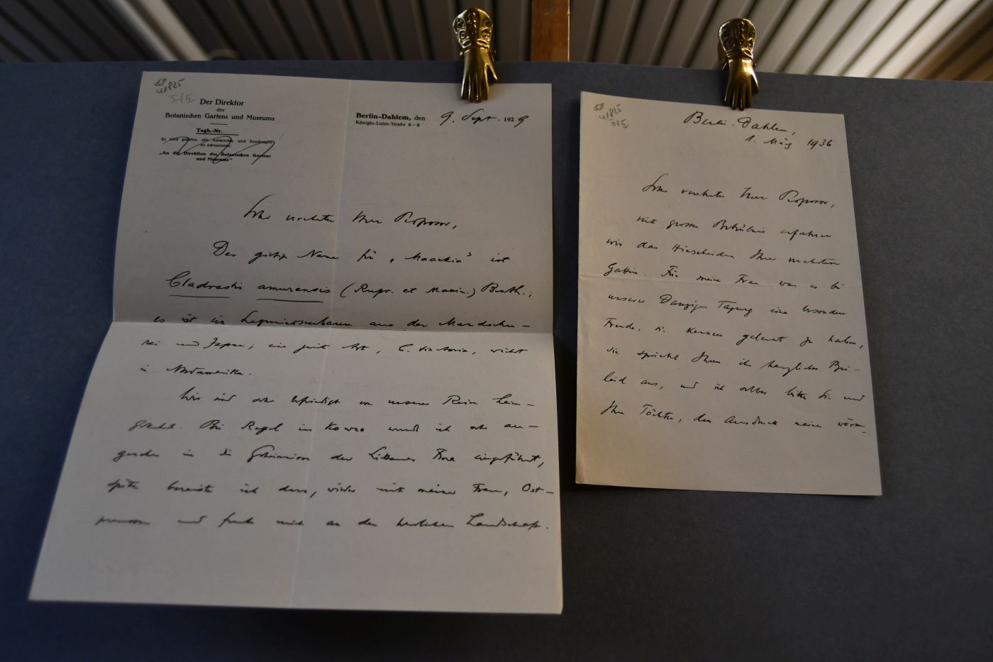 Schreiben des deutschen Botanikers und Direktors des Botanischen Gartens in Berlin-Dahlem Ludwig Diels (1874-1945) vom 9. September 1929 an den Danziger Lehrer und Botaniker Konrad Lakowitz (1859-1945). Beigegeben ein handschriftliches Kondolenzschreiben vom 1. März 1936 zum Tode der Frau von Konrad Lakowitz.