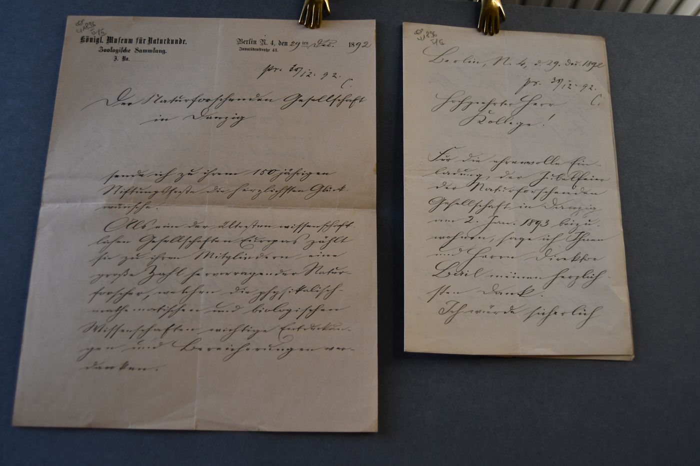 2 handschriftliche Briefe des deutschen Zoologen und Ökologen Karl August Möbius (1825-1908) vom 29. Dezember 1892 an den deutschen Botaniker Hugo Wilhelm Conwentz (1855-1922) und an die Naturforschende Gesellschaft Danzig.