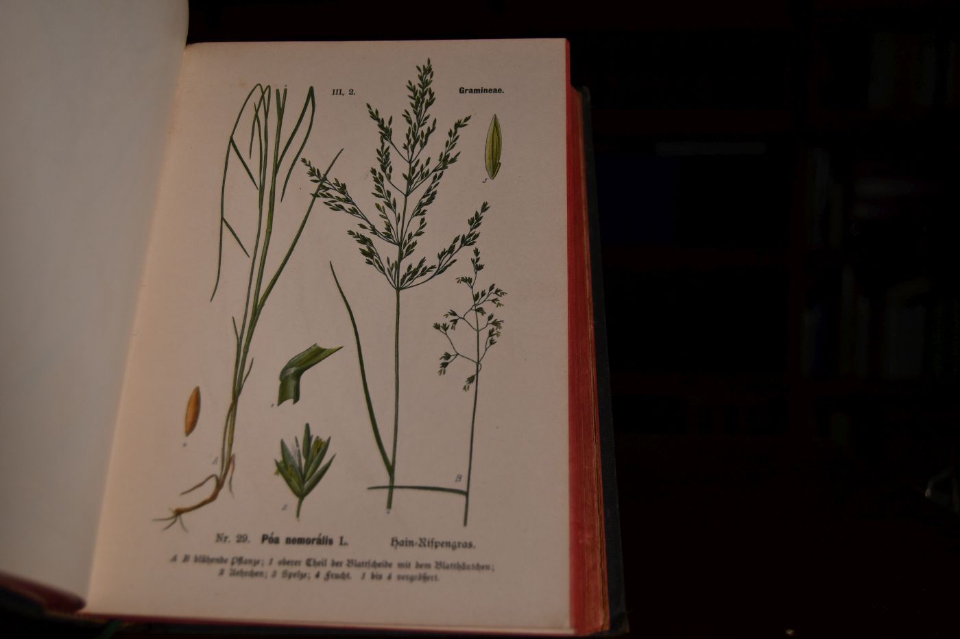 Anleitung zur Beurtheilung des Pferdeheues nebst 129 Tafeln Abbildungen der dabei besonders beachtenswerthen Gräser und Kräuter. Beigebunden Die botanische Wertschätzung des Heues. Vortrag gehalten im Klub der Landwirthe zu Berlin am 19. März 1889 von L. Wittmach
