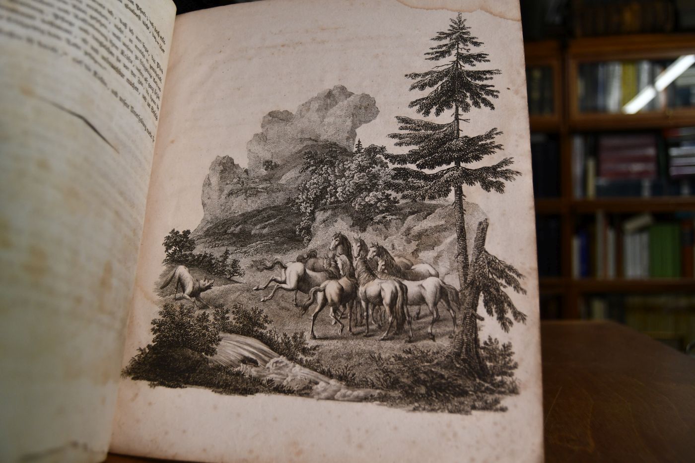 Das Pferd für Knaben. Ein belehrendes und unterhaltendes Bilderbuch. Erstes Heft (mehr nicht erschienen).