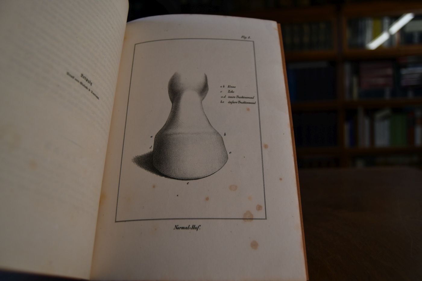 Rathschläge zur Behandlung des Pferdehufes von Jugend auf, mit besonderer Berücksichtigung der Hannoverschen Landespferdezucht von General-Lieutenant von Hassell. Die Zeichnungen vom Hauptmann Blumenbach, K.H. Artillerie, nach der Natur gezeichnet.