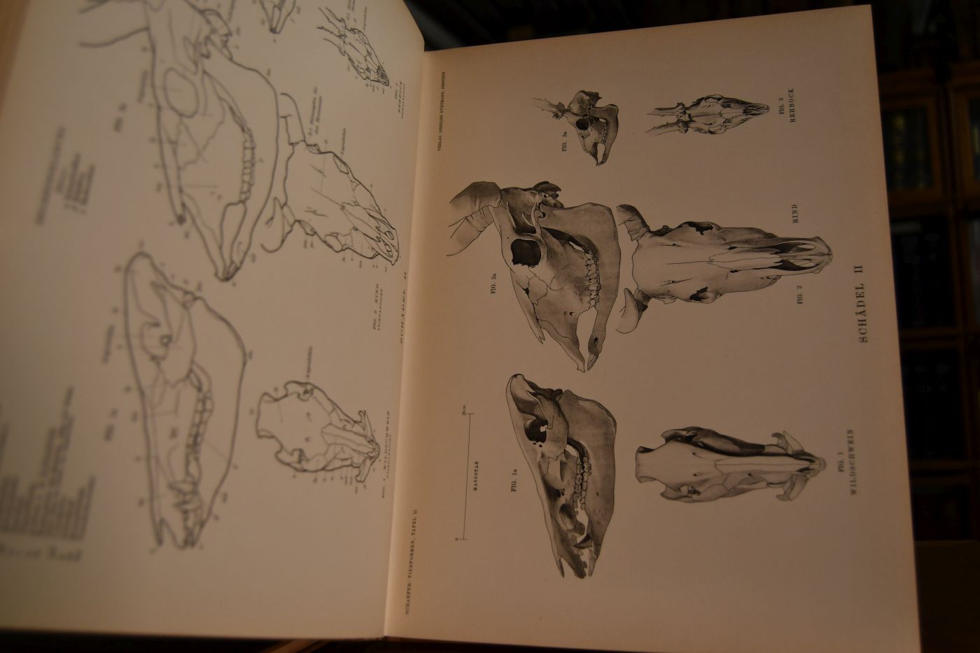 Tierformen. Vergleichende Studien über die Anatomie des Menschen und der Tiere für Künstler, Kunsthandwerker sowie Dilettanten ausgearbeitet. Text- und Atlasband.