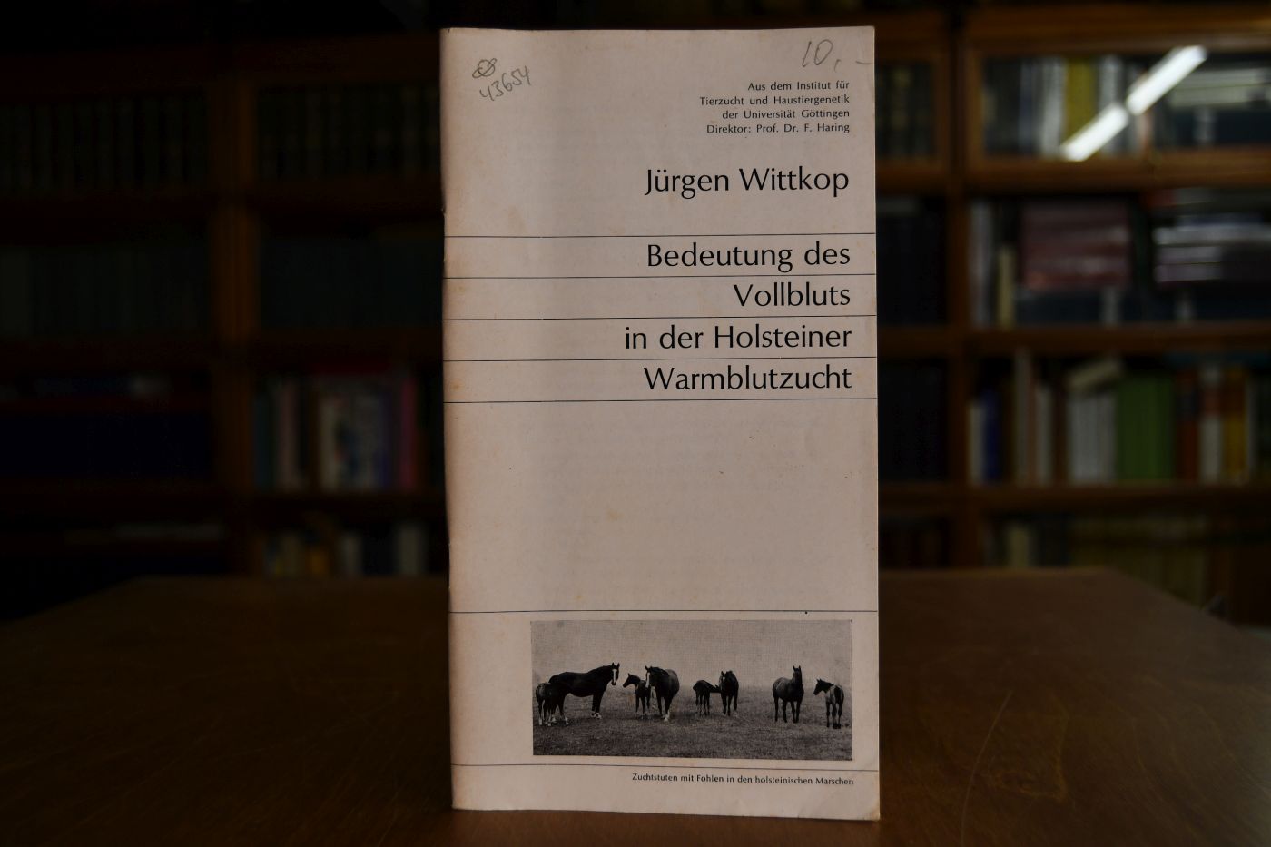Bedeutung des Vollbluts in der Holsteiner Warmblutzucht.