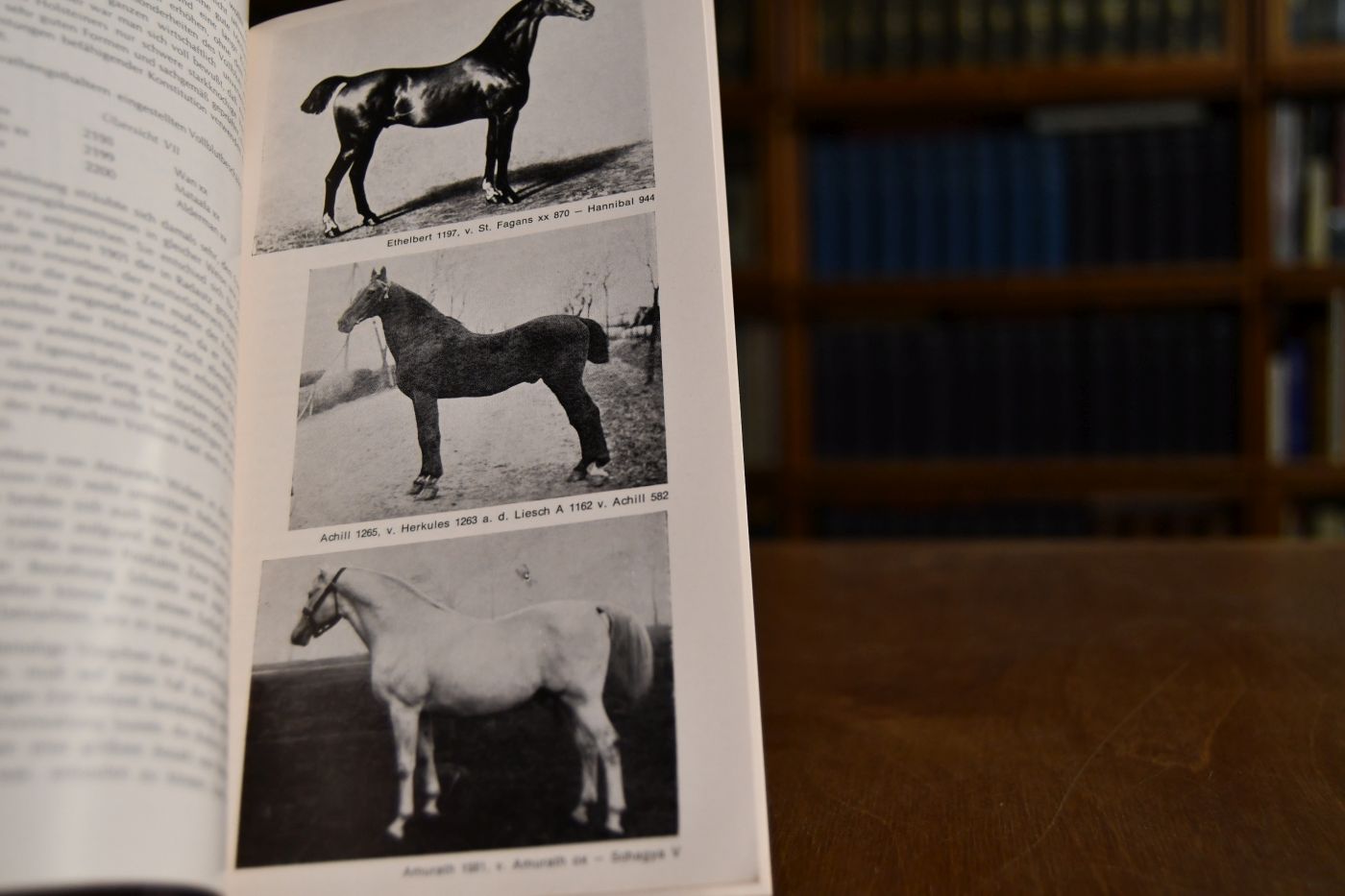Bedeutung des Vollbluts in der Holsteiner Warmblutzucht.