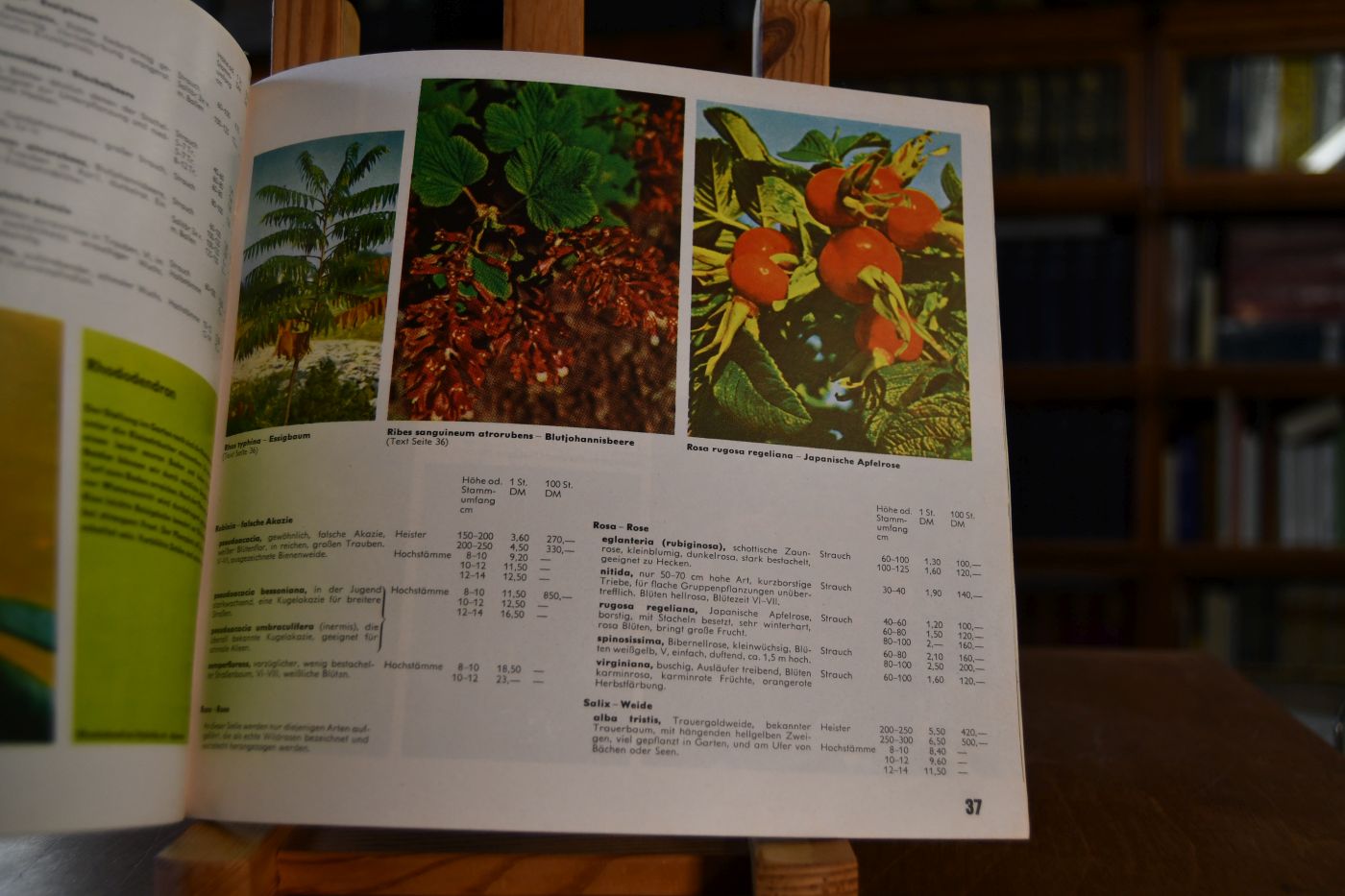 Hermann Ulmer Qualitätsbaumschulen Rosen, Schlingpflanzen, Blütensträucher, Alleebäume, Heckenpflanzen, Koniferen, Obstgehölze, Schnellwuchspappeln, Forstpflanzen. Herbst 1962 / Frühjahr 1963.