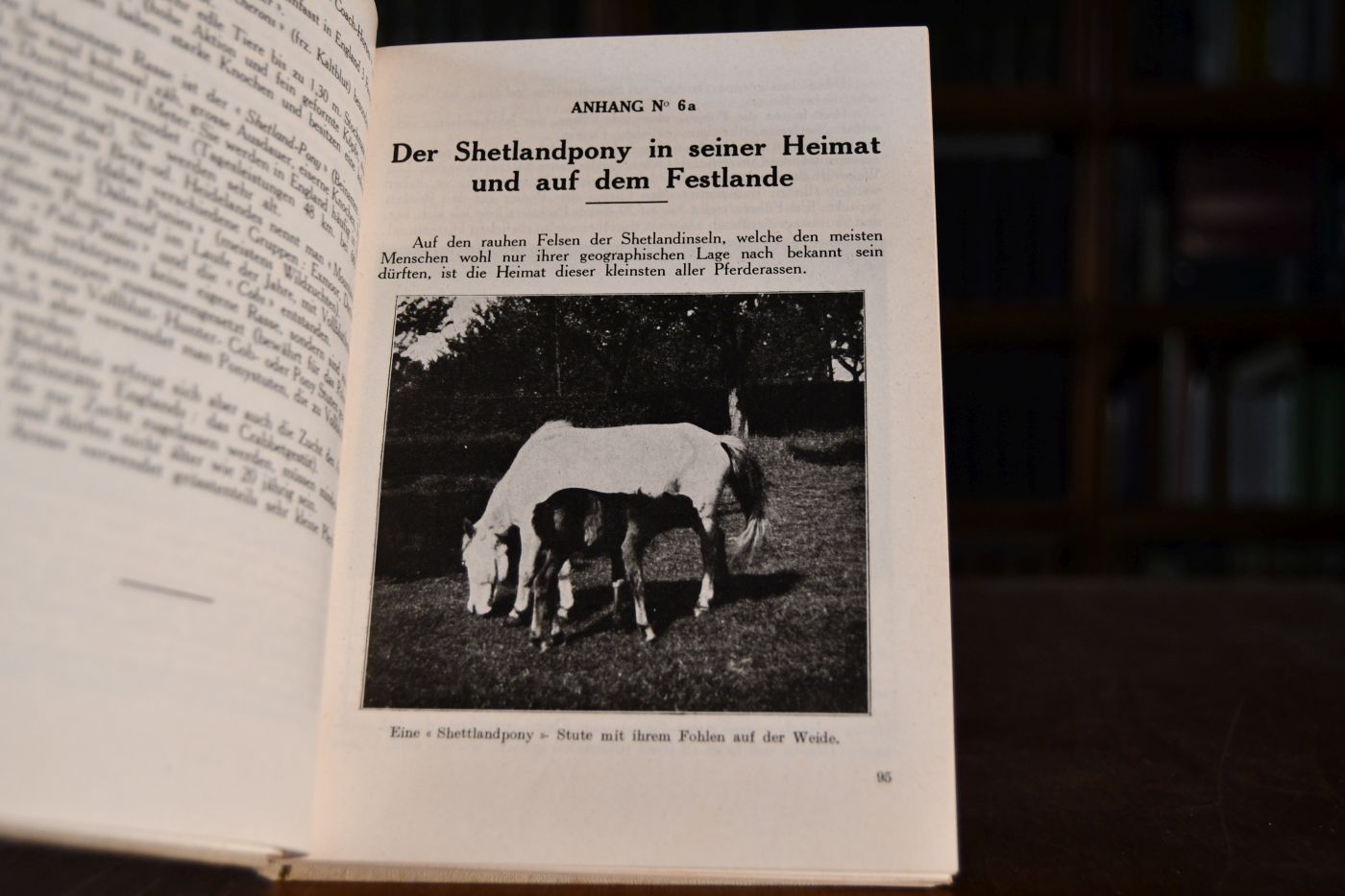 Das Pferd in Wort und Bild. Mit einer Zusammenstellung der hauptsächlichen Verletzungen, Lahmheiten, Krankheiten, Fehler und Mängeln und Untugenden bei Pferden, mit Anhängen Sattel- und Geschirrkenntnis, Reitprogramm etc. und mit 270 Illustrationen über die verschiedenen Pferdetypen (als Anschauungsunterricht) mit Einleitung des Verfassers und Vorworten einiger massgebenden Stellen. Anleitung für Anfänger, Reitschüler (im Militärdienste wie im Privatleben) und für alle diejenigen, die mit Pferden zu tun haben.