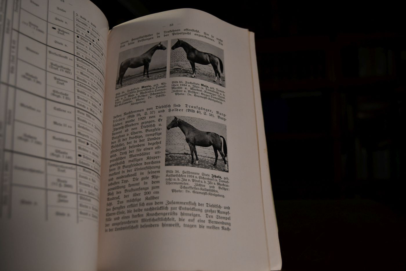 Das ostpreußische Warmblutpferd.