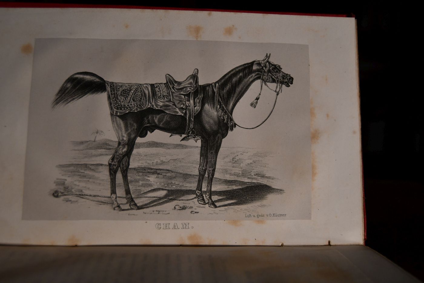 Das orientalische Pferd und das Privat-Gestüte Sr. Majestät des Königs von Württemberg. Eine hippologische Monographie.