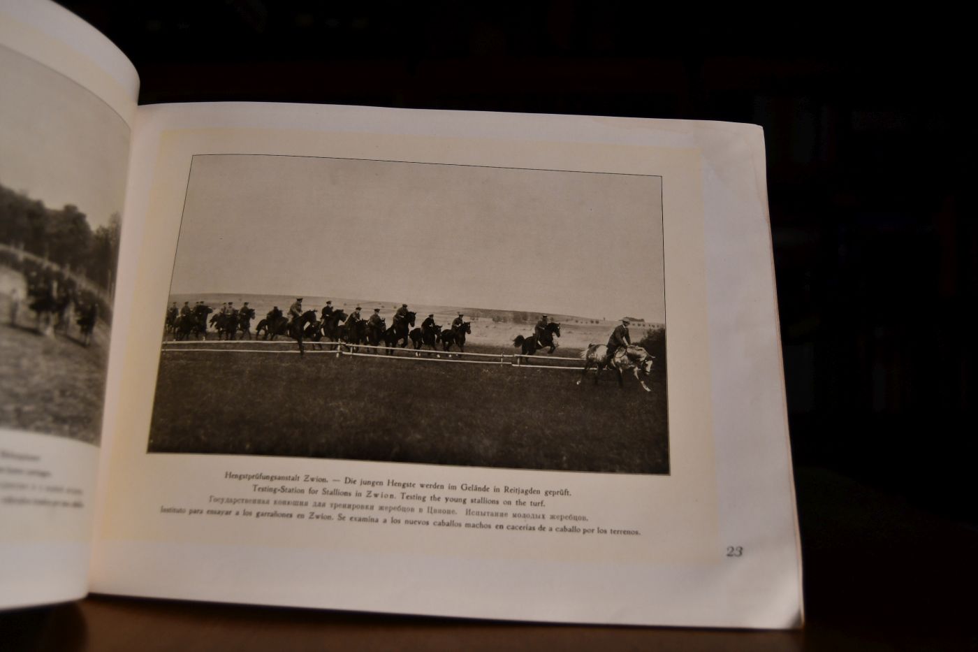 Das edle Ostpreußische Pferd Trakehner Abstammung,The pure bred East-prussian Trakehner Horse, El caballo de la Raza de Prusia Oriental "Trakehnen".