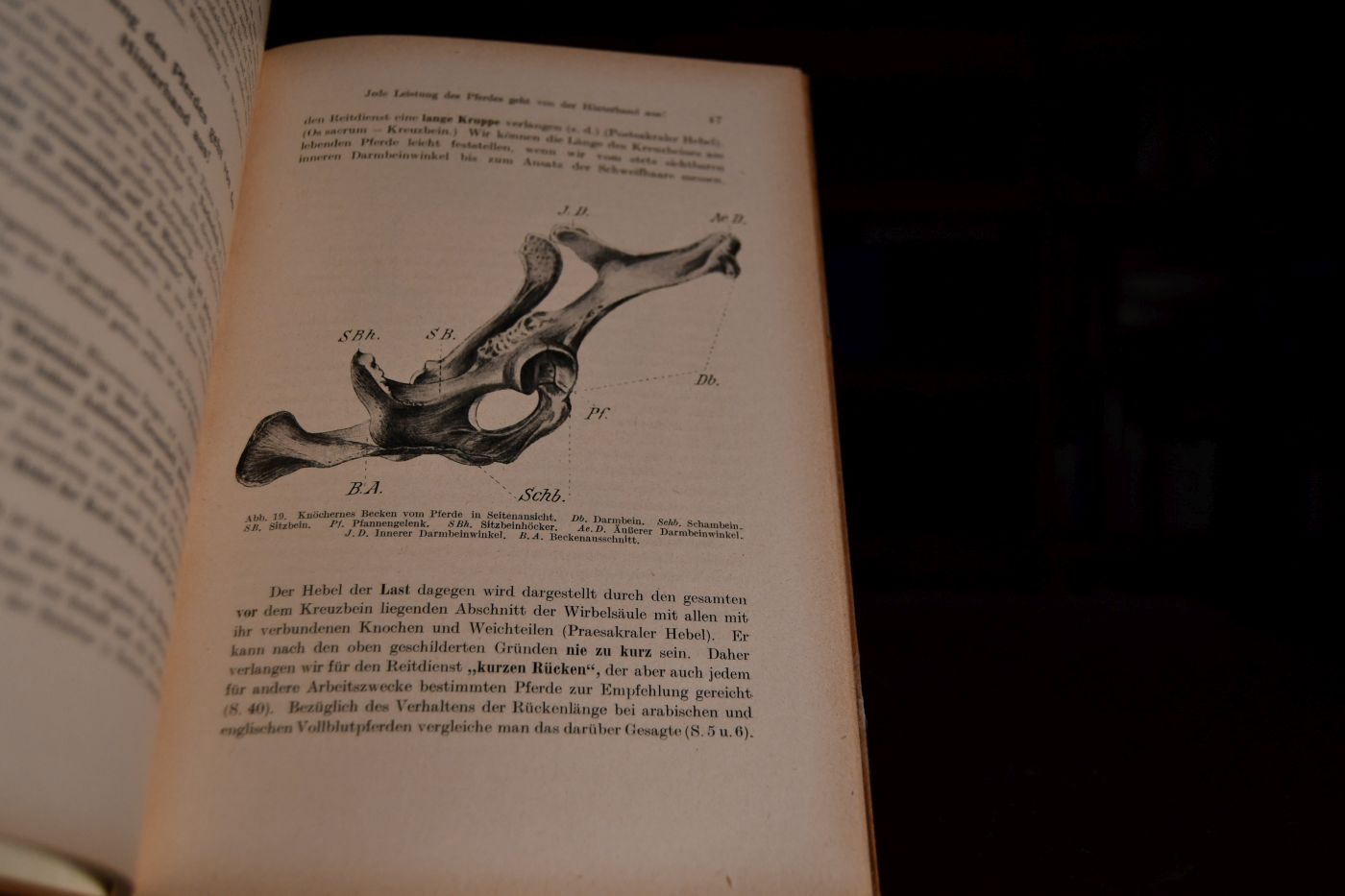 Die Beurteilungslehre des Pferdes.