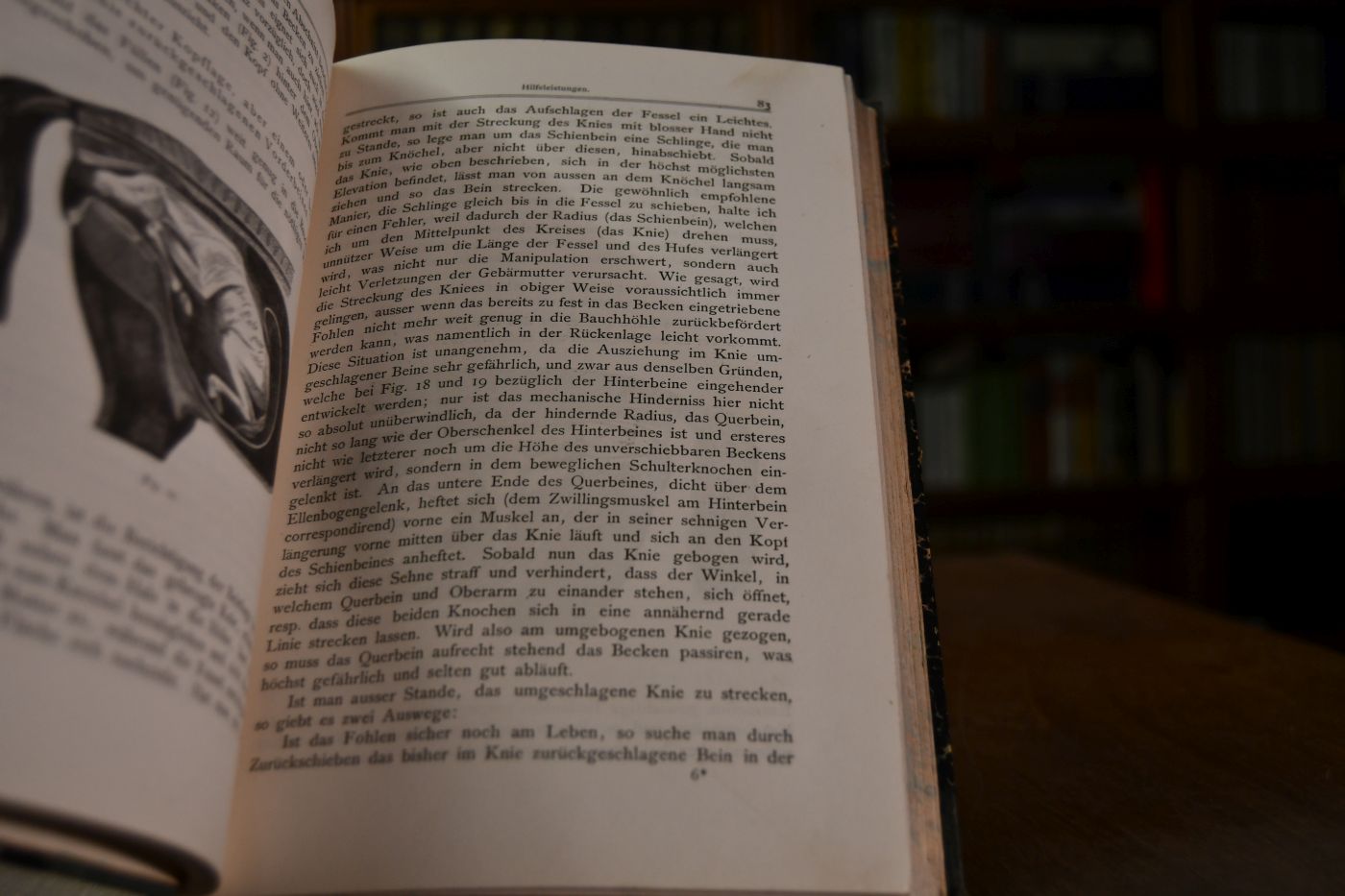 Handbuch für Pferdezüchter.