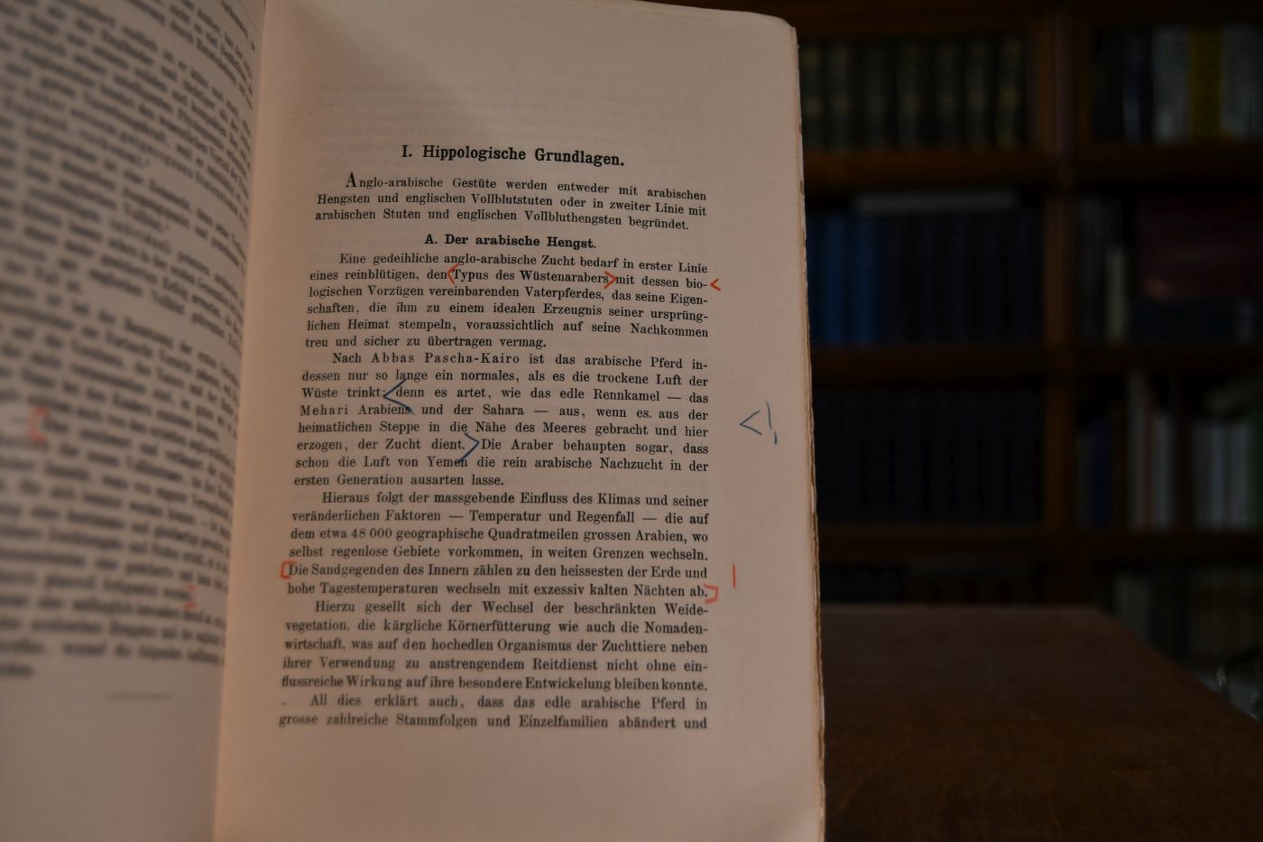 Das Englisch-Arabische Vollblut und seine Zuchtmethode.