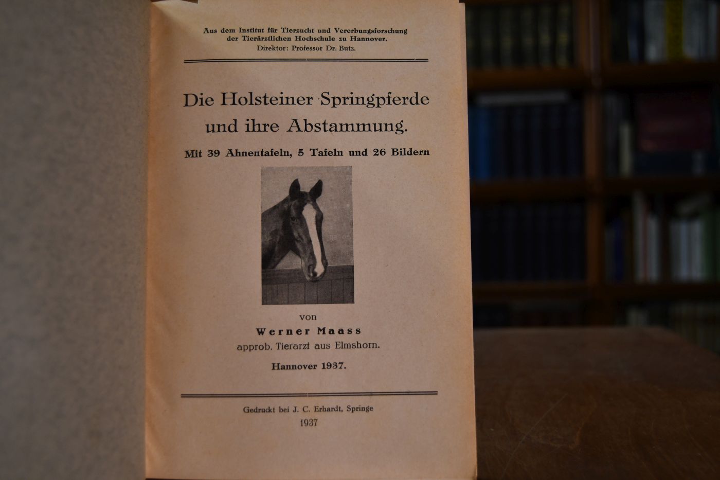 Die Holsteiner Springpferde und ihre Abstammung.