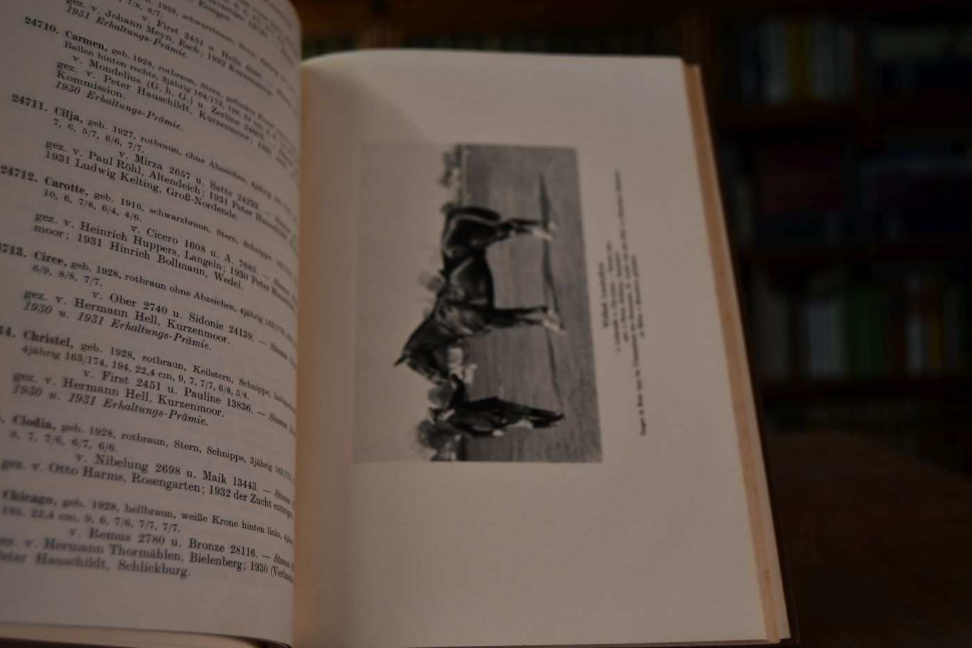 Gestütbuch des Verbandes der Züchter des Holsteiner Pferdes Elmshorn. 12. Band.