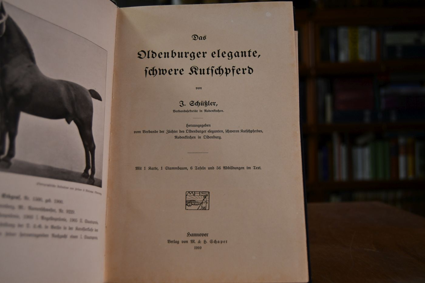 Das Oldenburger elegante, schwere Kutschpferd.