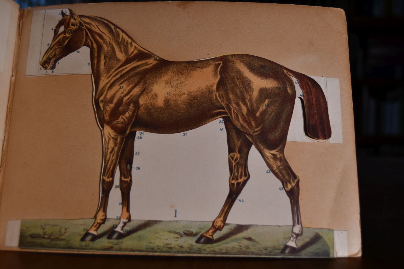 The Horse Its External and Internal Organisation. An illustrated Representation and brief description of the horse, dedicated to lovers and owners of horses, and designed for the instruction of non-commissioned Officers and Volunteers in Cavalry Regiments.