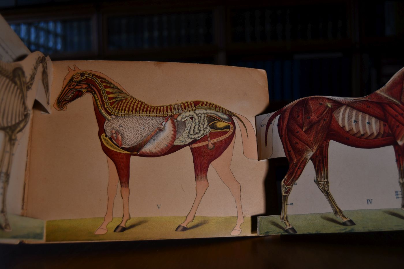 The Horse Its External and Internal Organisation. An illustrated Representation and brief description of the horse, dedicated to lovers and owners of horses, and designed for the instruction of non-commissioned Officers and Volunteers in Cavalry Regiments.