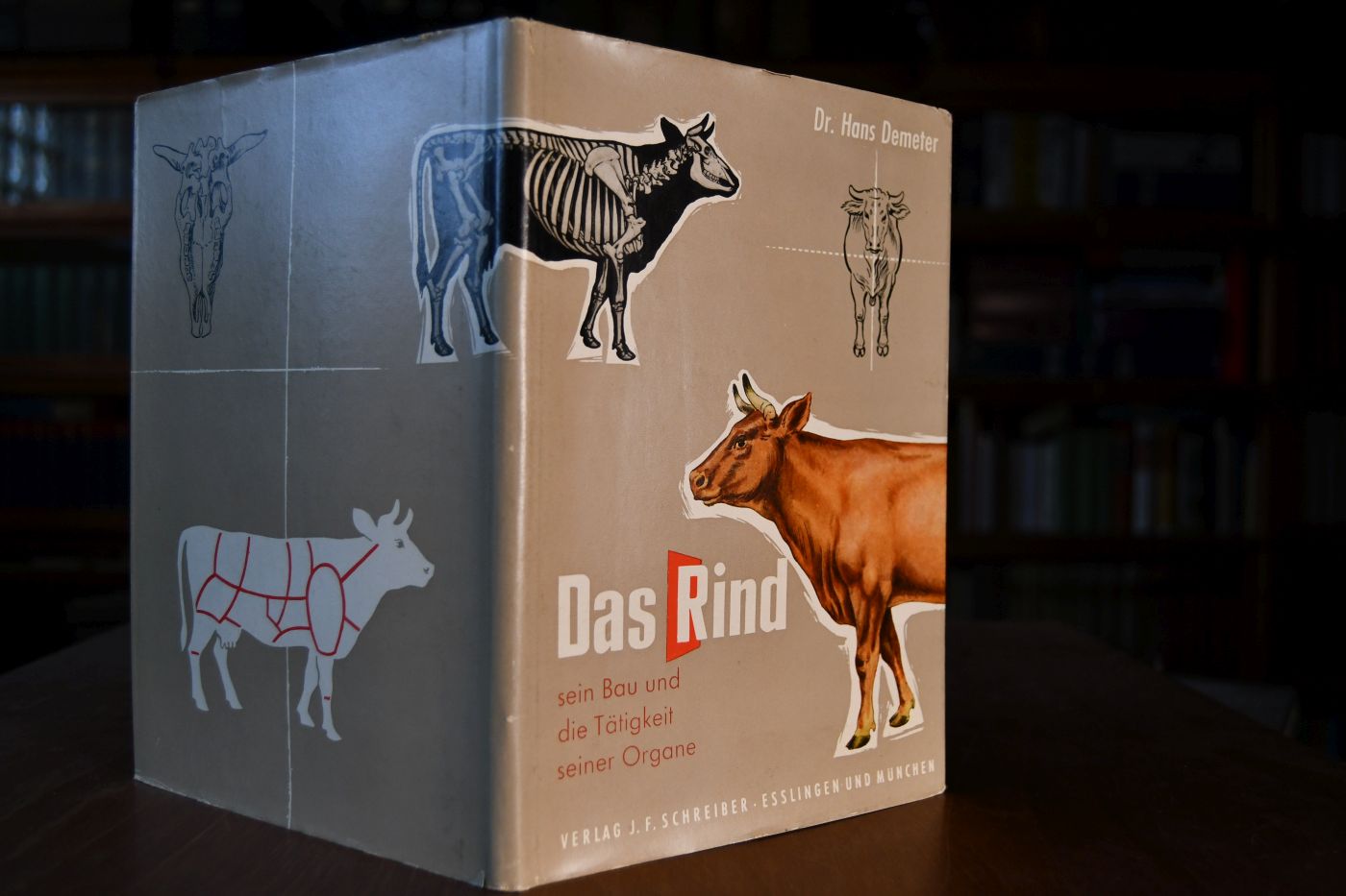Das Rind. Sein Bau und die Tätigkeit der Organe. Mit 4 Farbtafeln und 1 zerlegbaren Modell.