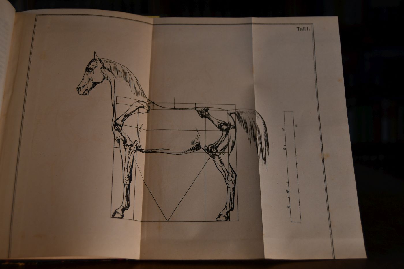 Die Dressur diffiziler Pferde, die Korrektion verdorbener und böser Pferde, erläutert durch Hinweisung auf den geregelten und ungeregelten Mechanismus und die in Disharmonie gestellten Muskelkräfte des Pferdes, nebst Anleitung zur theilweisen und auch zur speziellen Bearbeitung des Pferdes an der Hand, ohne und mit dem spanischen >Reiter. Für Kavallerie-Offiziere, angehende Bereiter und Freunde der Reitkunst.