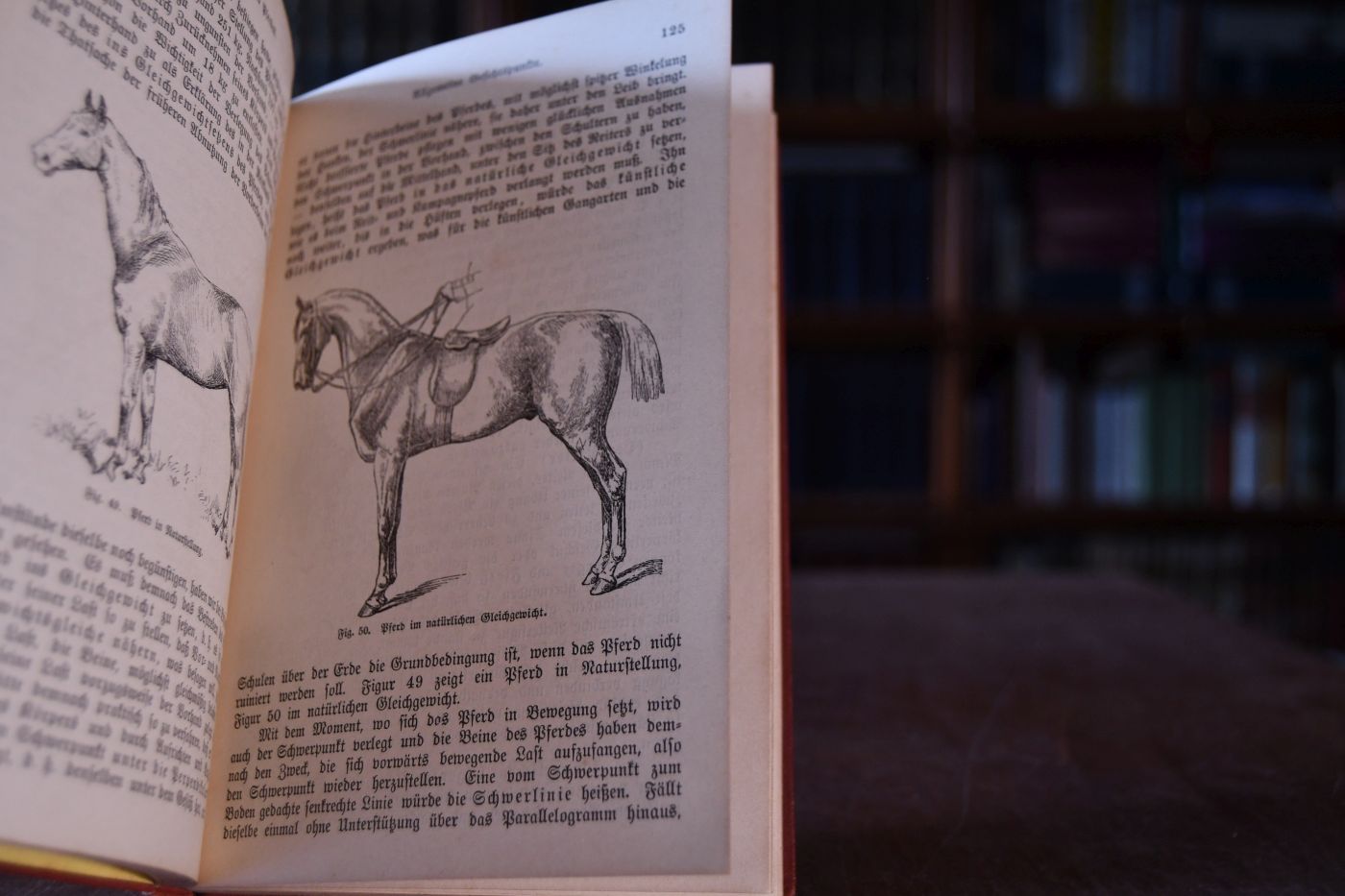 Reiten und Fahren. Anleitung zur Kenntnis des Pferdes und zu seinem Gebrauch unter dem Sattel und im Zuge.