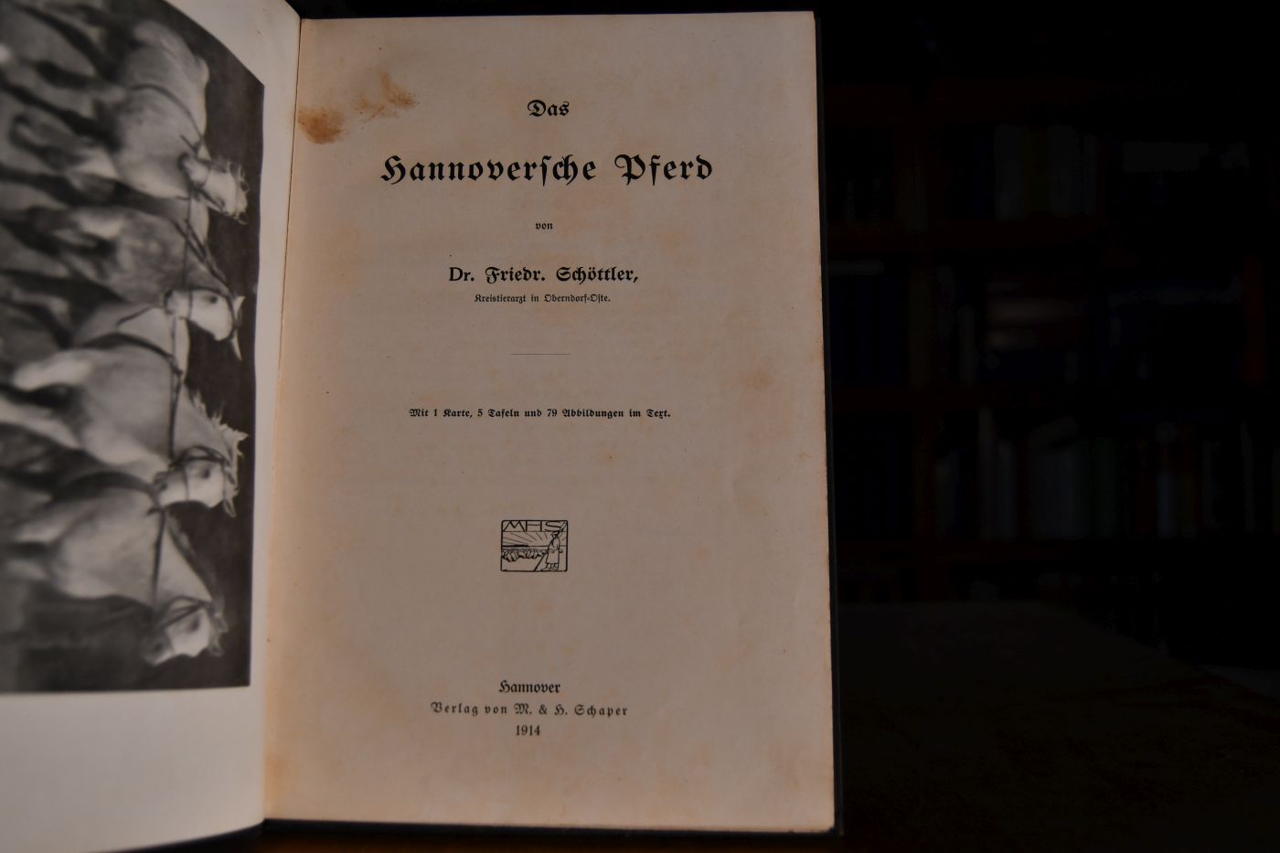 Das Hannoversche Pferd.