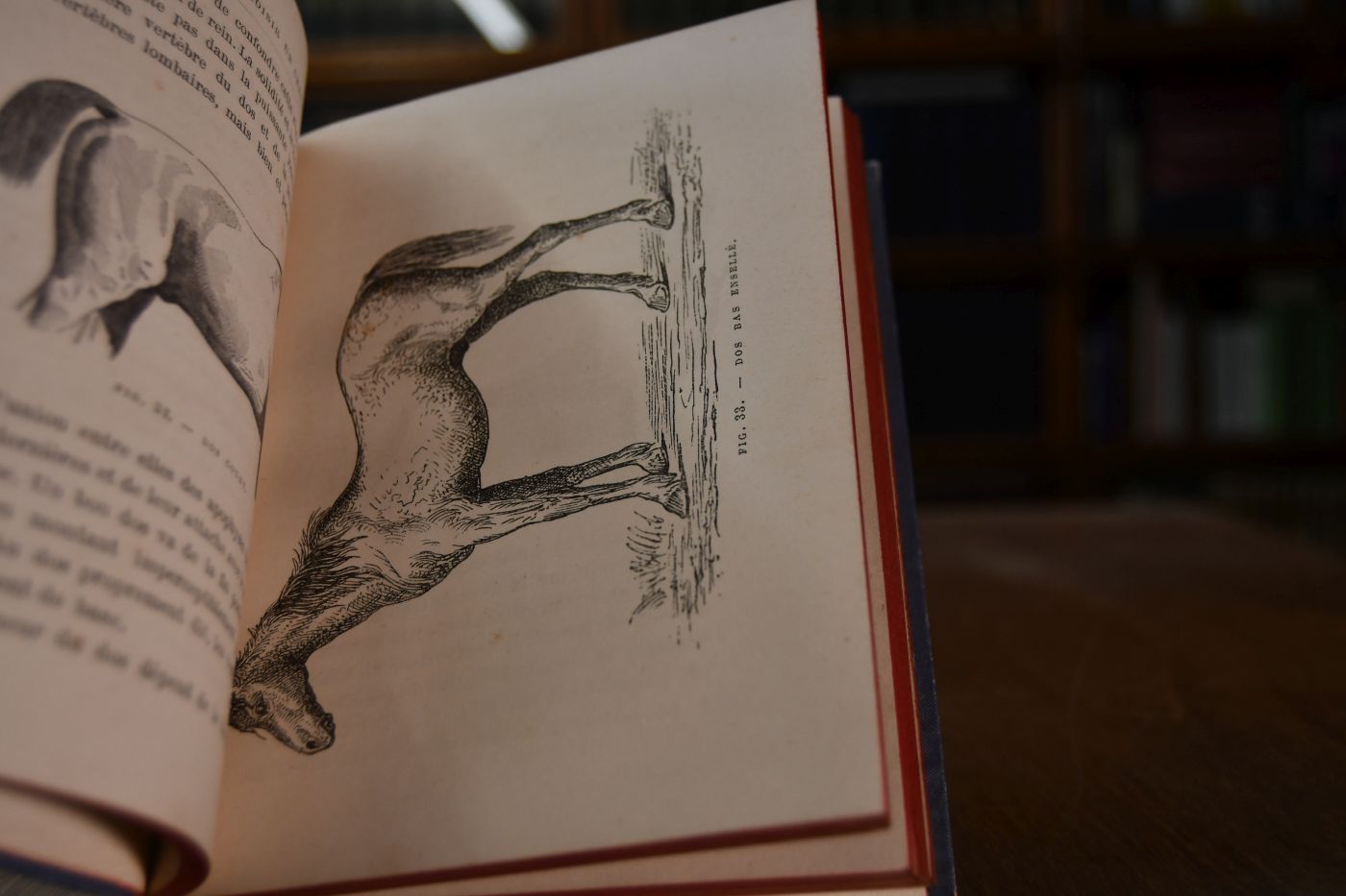 Comment il faut choisir Un Cheval. Connessances practiques sur l`Anatomie - l`Extérieur - les Races, principes pour essayer les chevaux de selle et d`attelage.